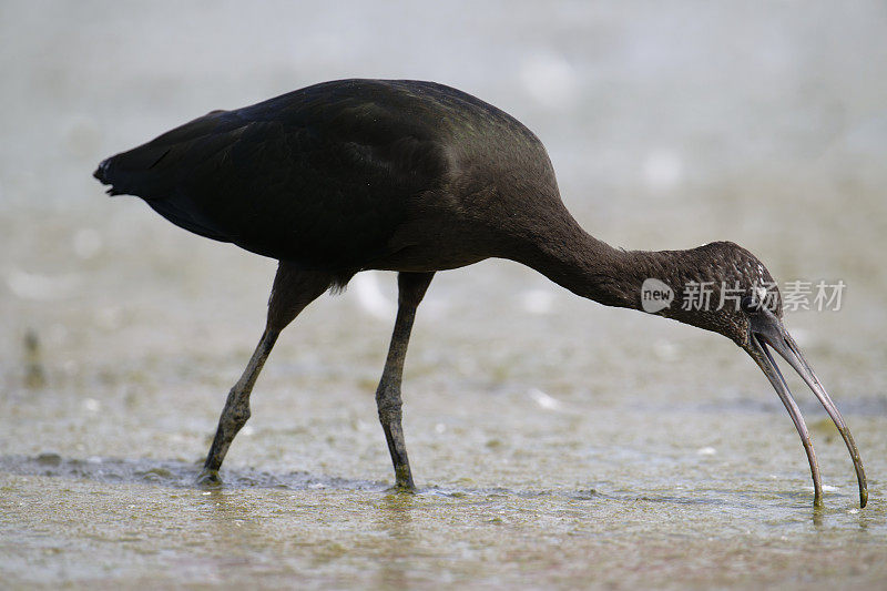 幼朱鹮(Plegadis falcinellus)